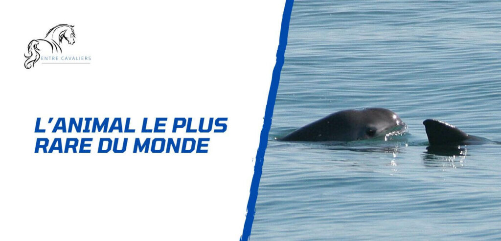 quel est l animal le plus rare du monde