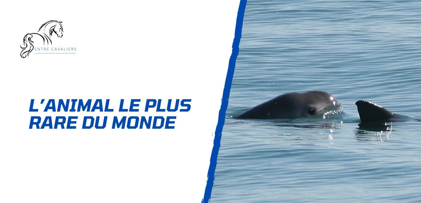 quel est l animal le plus rare du monde