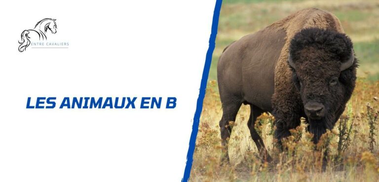 animaux en b