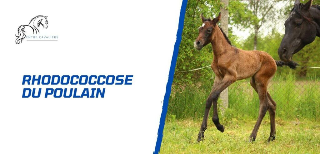 rhodococcose poulain