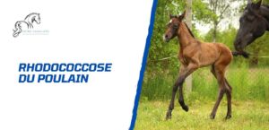 Lire la suite à propos de l’article Rhodococcose du poulain: comprendre cette maladie respiratoire grave