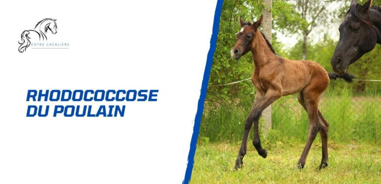 rhodococcose poulain