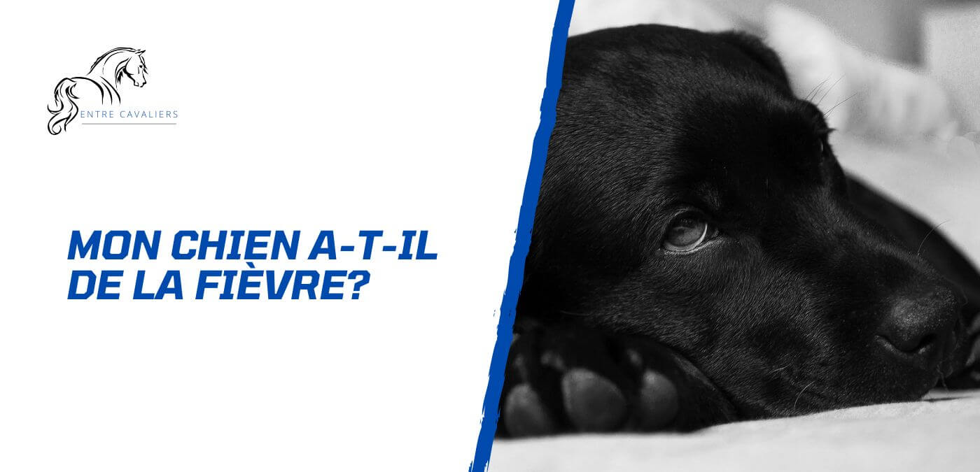 comment savoir si mon chien a de la fievre