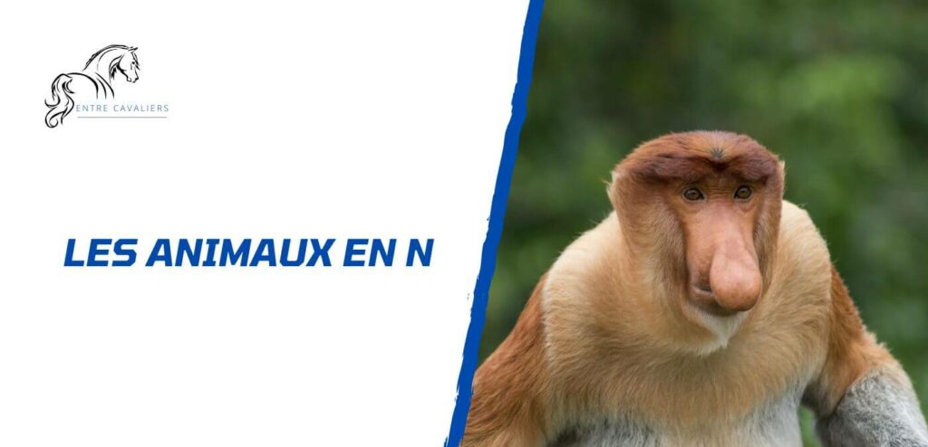 animaux en n