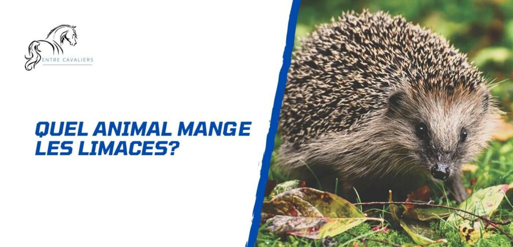 quel animal mange les limaces