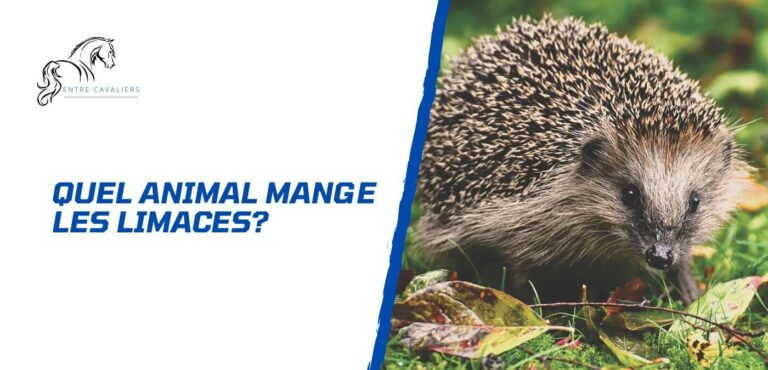 quel animal mange les limaces