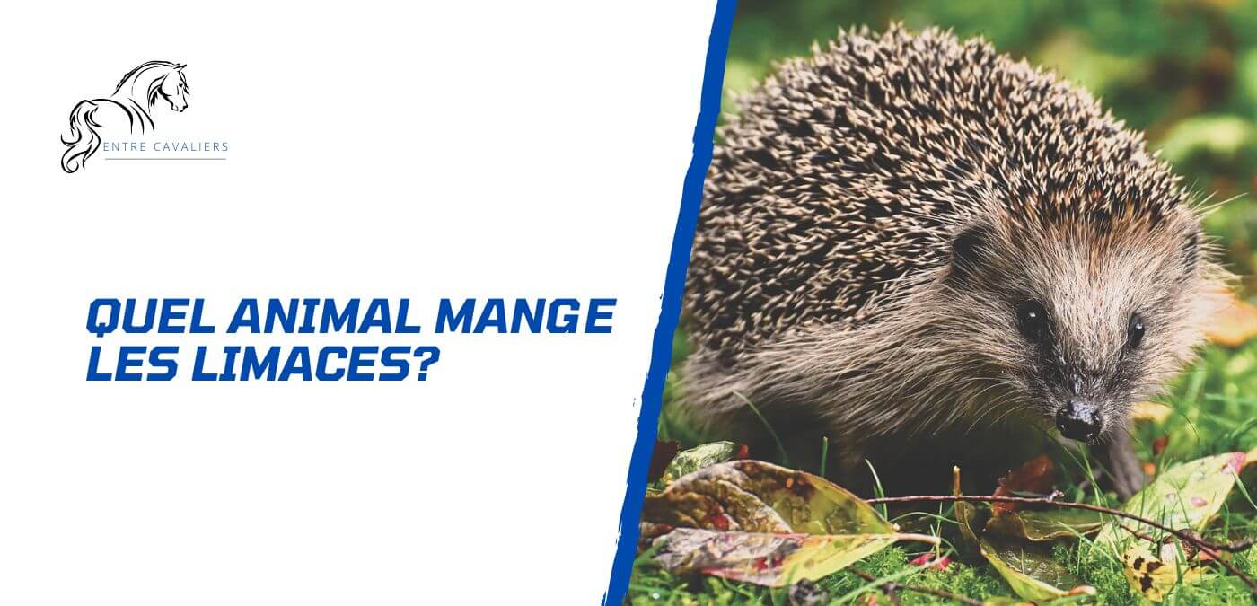 quel animal mange les limaces