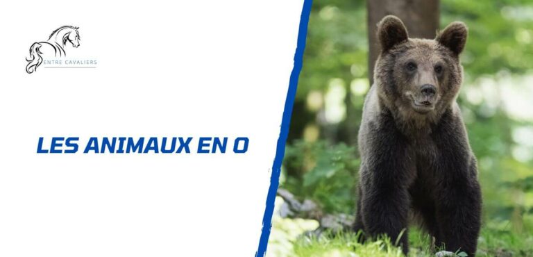 animaux en o