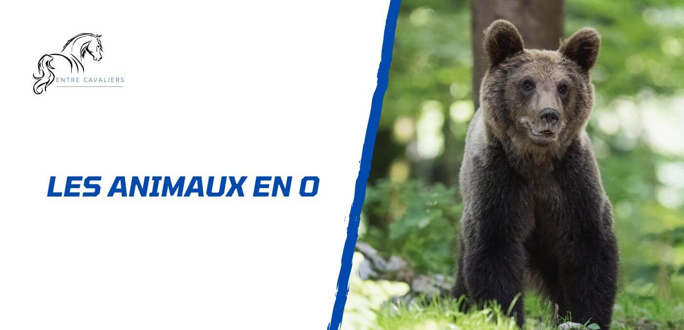 animaux en o