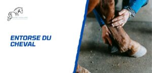 Lire la suite à propos de l’article L’entorse du cheval: comment la repérer et la soigner?