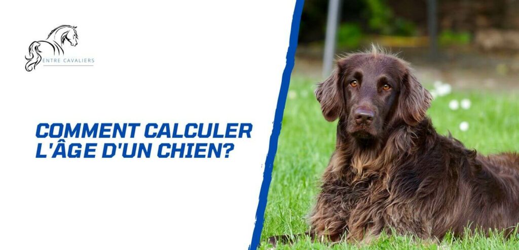 comment calculer l'âge d'un chien