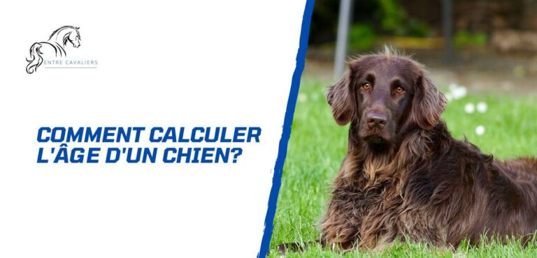 comment calculer l'âge d'un chien