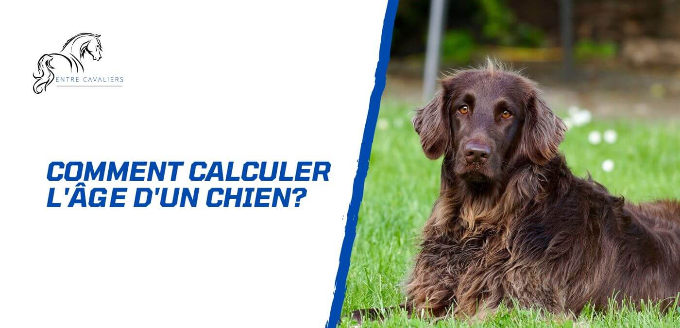 comment calculer l'âge d'un chien