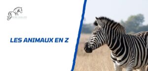 Lire la suite à propos de l’article Les animaux en Z: la liste complète à connaître