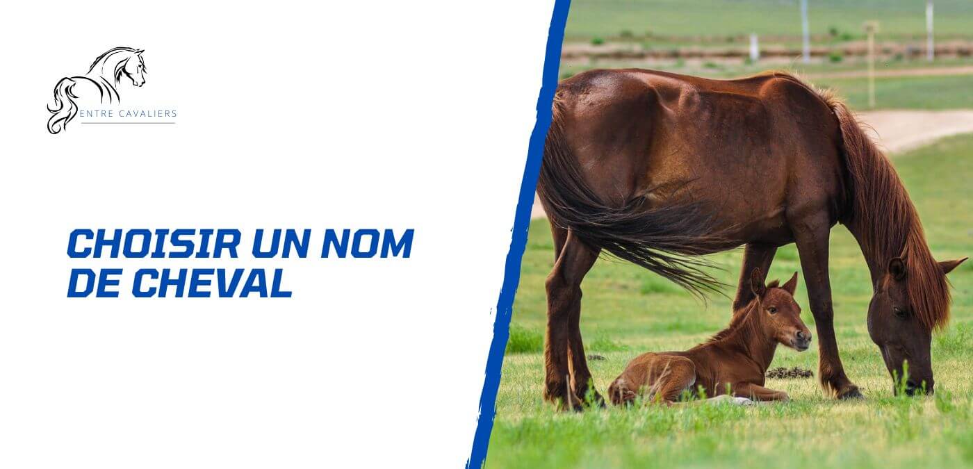 nom cheval