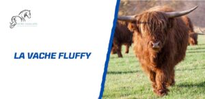 Lire la suite à propos de l’article La vache fluffy existe-t-elle vraiment? Voici la réponse