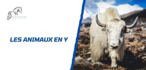 Lire la suite à propos de l’article Tous les animaux en Y: la liste complète à découvrir