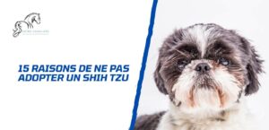 Lire la suite à propos de l’article 15 raisons de ne pas adopter un Shih Tzu (ou d’y réfléchir à deux fois)