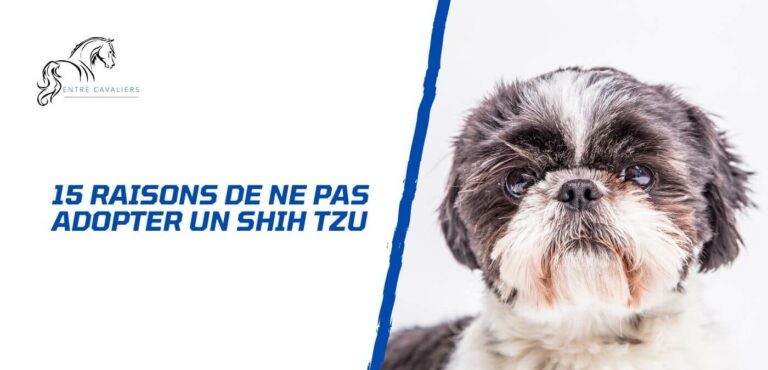15 raisons de ne pas adopter un shih tzu