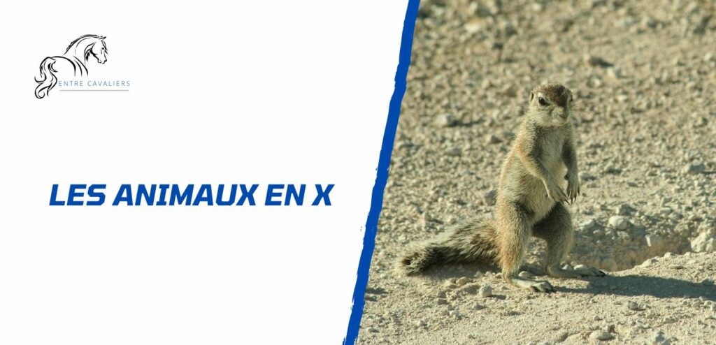 animaux en x