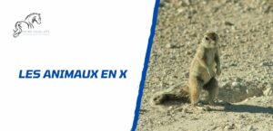 Lire la suite à propos de l’article Quels sont les animaux en X: la liste complète à découvrir