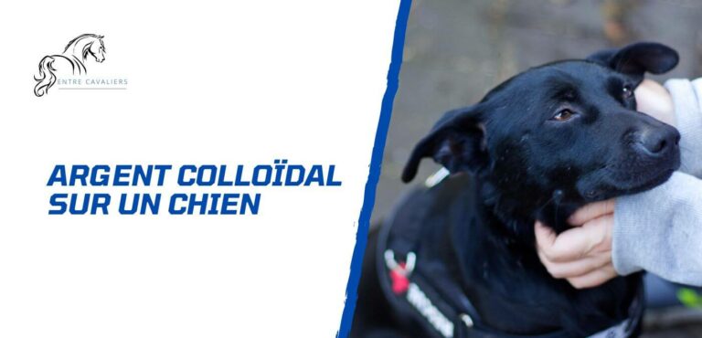 argent colloidal chien