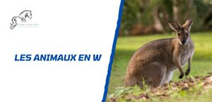 Lire la suite à propos de l’article Tous les animaux en W: la liste complète à connaître