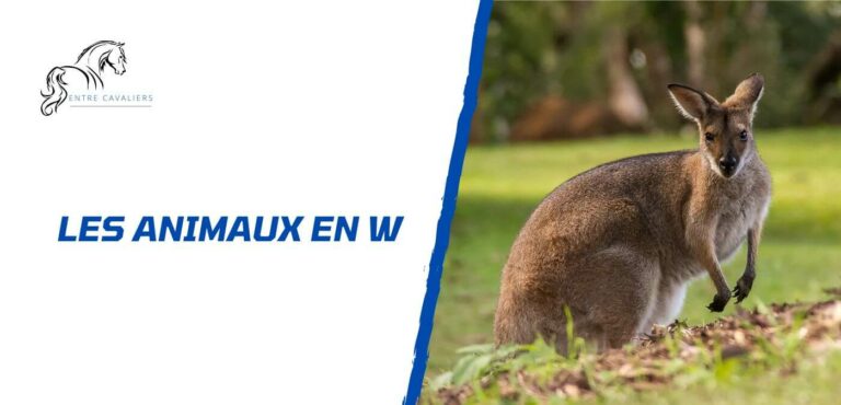 animaux en w