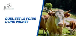 Lire la suite à propos de l’article Quel est le poids d’une vache selon la race?