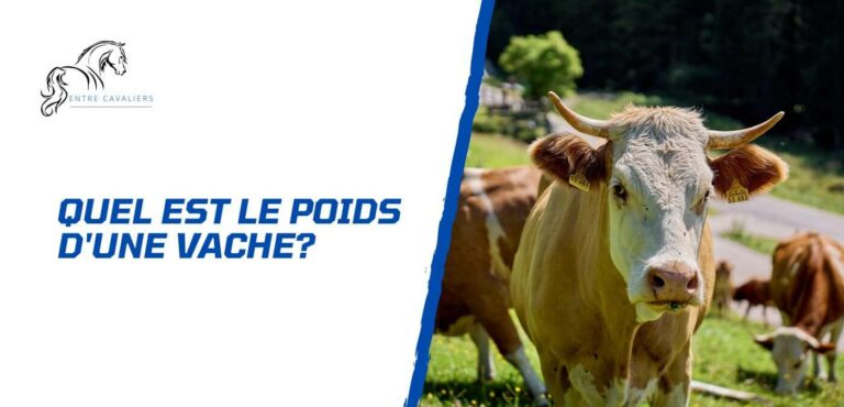 poids d'une vache