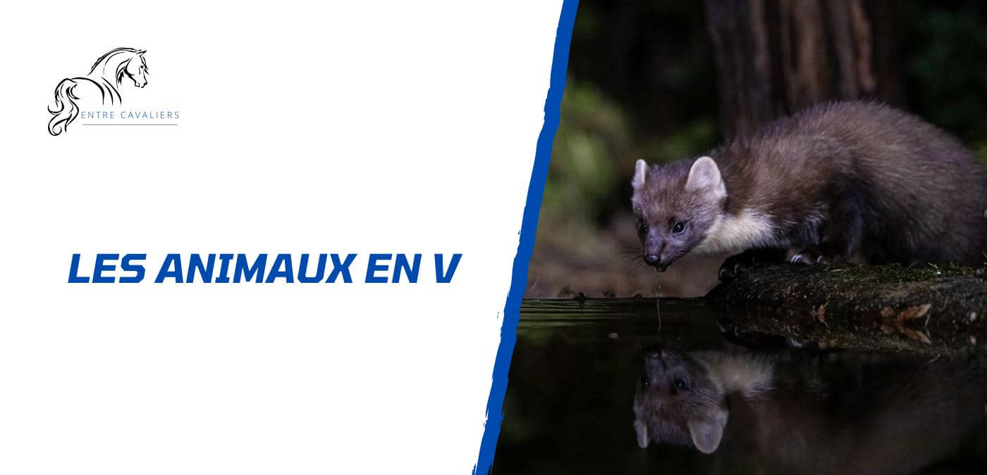 animaux en v