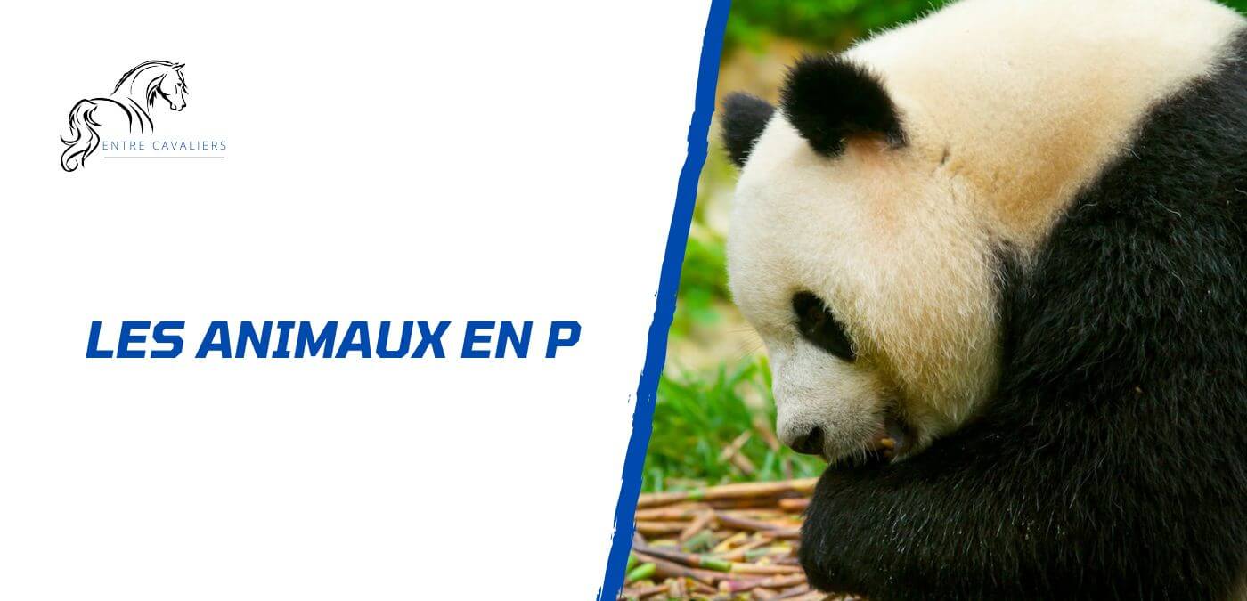 animaux en p