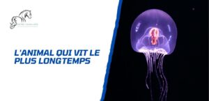 Lire la suite à propos de l’article Quel est l&rsquo;animal qui vit le plus longtemps? Le top 10 qui va vous surprendre