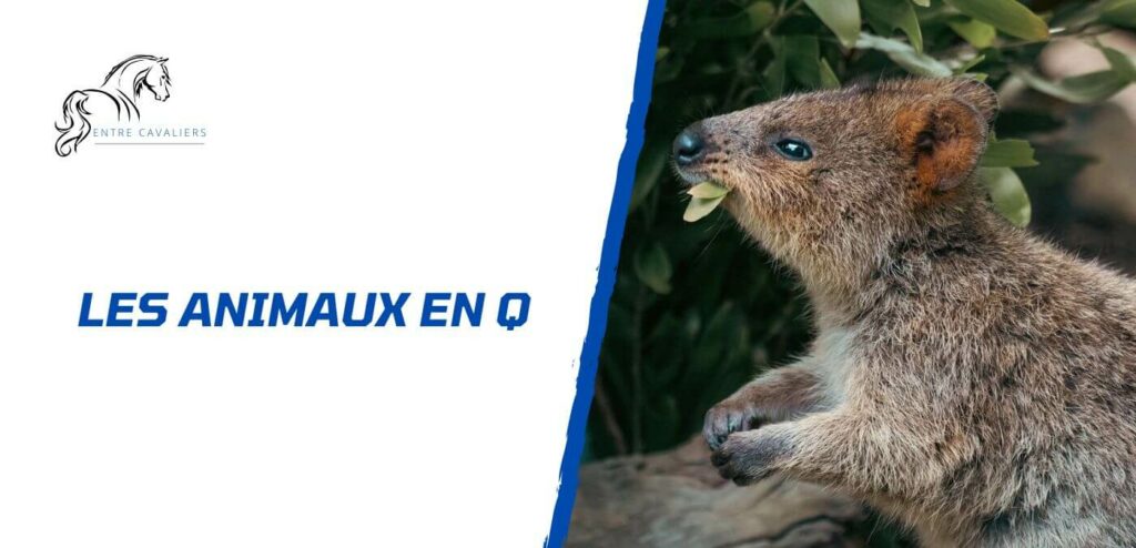 animaux en q