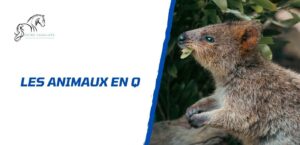 Lire la suite à propos de l’article Quels sont les animaux en Q: la liste complète à connaître