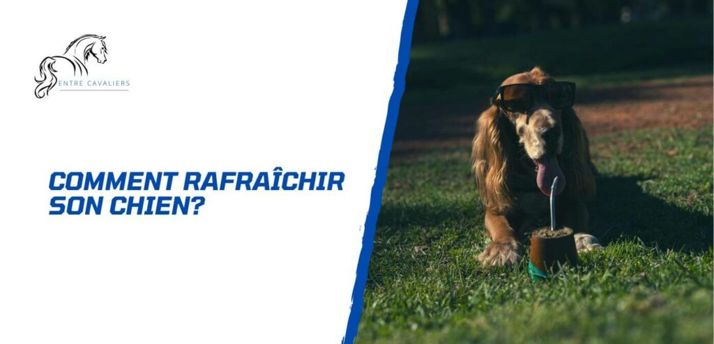 comment rafraîchir son chien