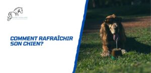 Lire la suite à propos de l’article Comment rafraîchir son chien: 10 conseils efficaces pour l&rsquo;été