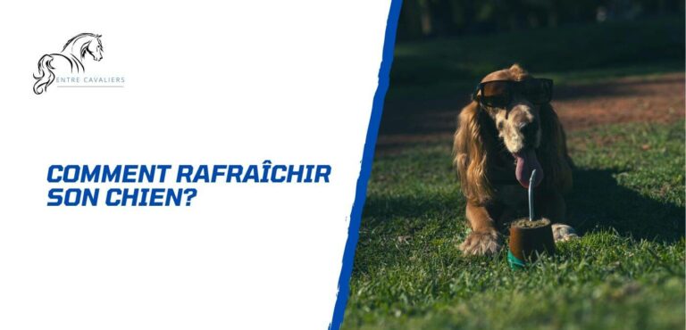 comment rafraîchir son chien