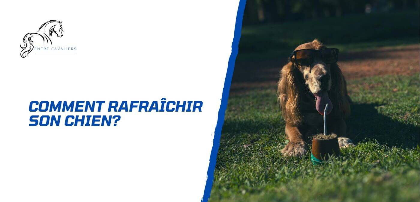 comment rafraîchir son chien