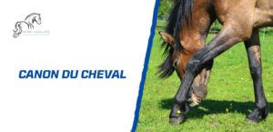 Lire la suite à propos de l’article Le canon du cheval expliqué simplement: de l&rsquo;anatomie aux soins quotidiens