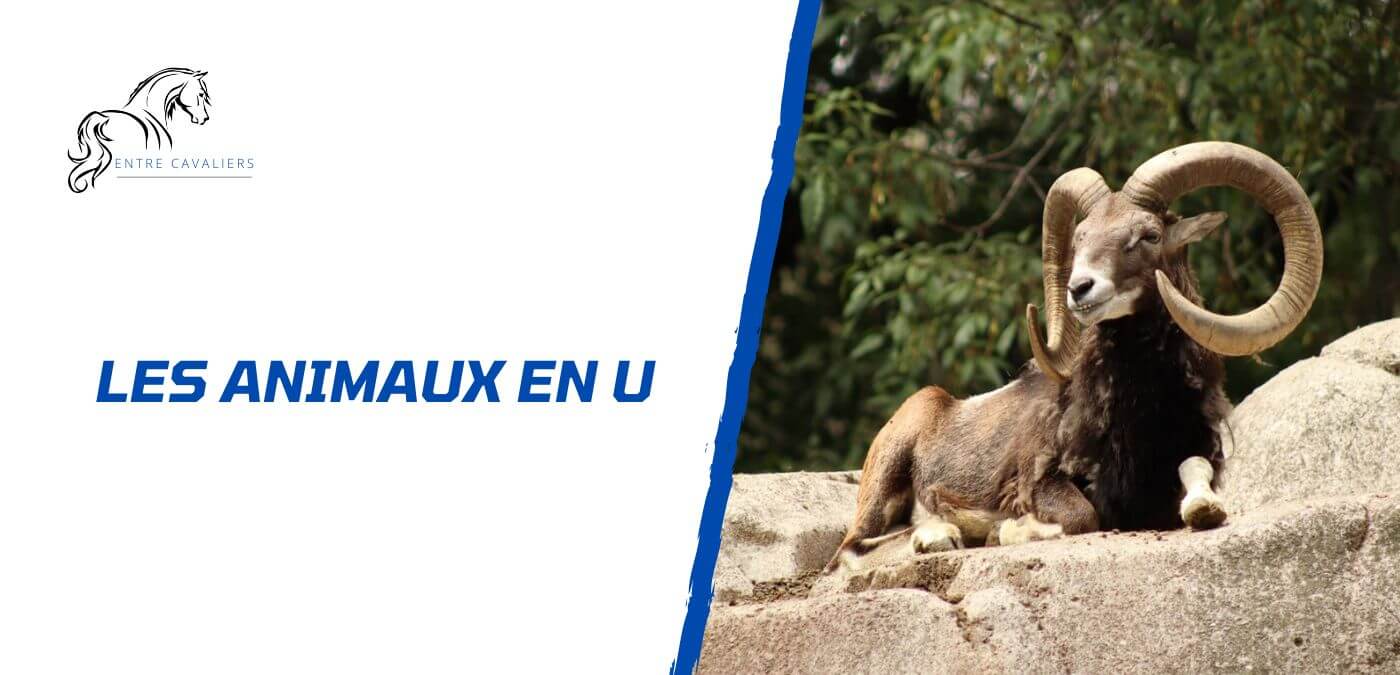 animaux en u