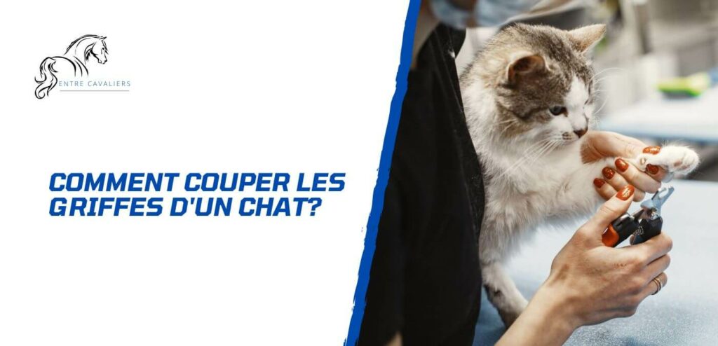 comment couper les griffes d'un chat