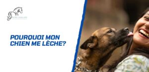 Lire la suite à propos de l’article Pourquoi mon chien me lèche-t-il? Les 7 vraies raisons