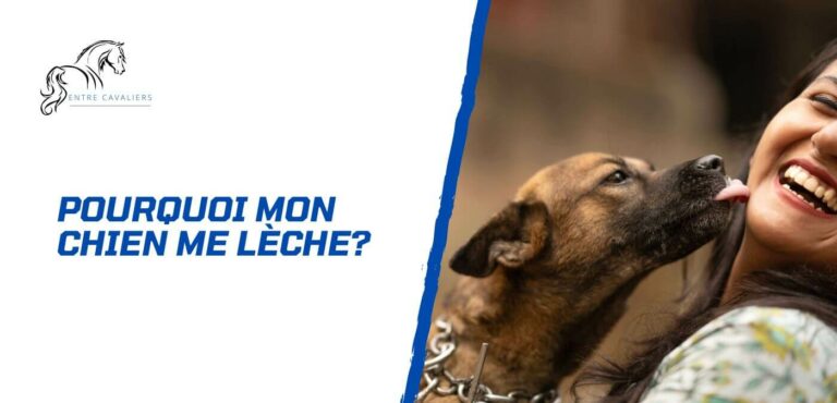 pourquoi mon chien me lèche