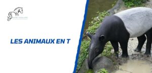 Lire la suite à propos de l’article Tous les animaux en T: la liste complète à découvrir