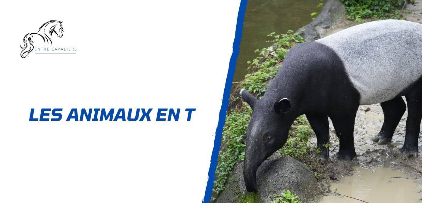 animaux en T