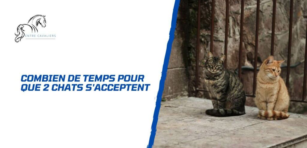 combien de temps pour que 2 chats s'acceptent