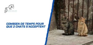 Lire la suite à propos de l’article Combien de temps pour que 2 chats s&rsquo;acceptent? (Guide complet)