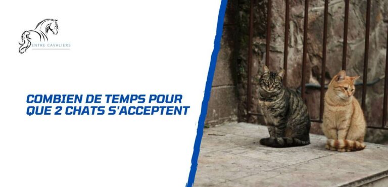combien de temps pour que 2 chats s'acceptent