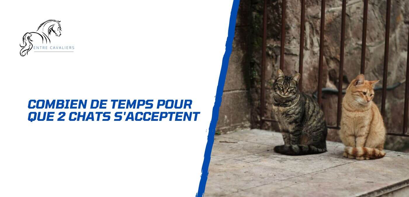 combien de temps pour que 2 chats s'acceptent